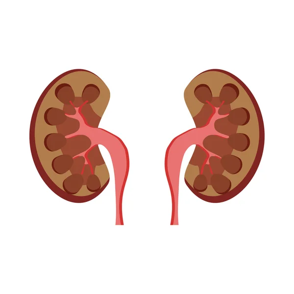 Icona dei reni umani, stile cartone animato — Vettoriale Stock