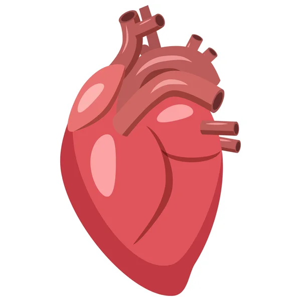 Icono del corazón humano, estilo de dibujos animados — Vector de stock