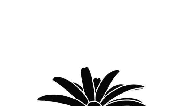 Camomila flor icono de animación — Vídeos de Stock
