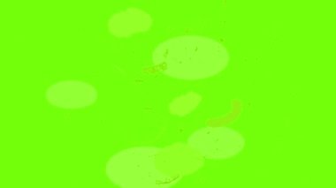 Simge canlandırmasını Stoemp