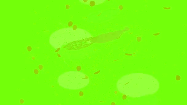 Мультфильм с изображением жареной рыбы — стоковое видео