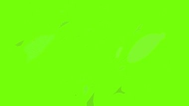 Okyanus balığı simgesi animasyonu