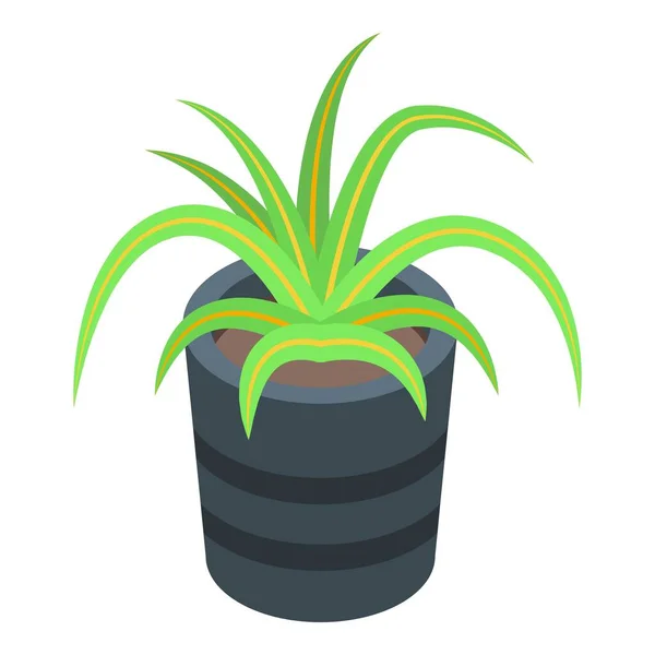 Aloe plant pot icon, isometric style — Stock Vector