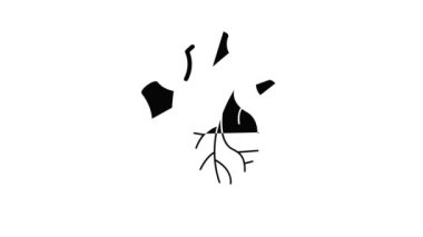 İnsan kalbi organ canlandırması