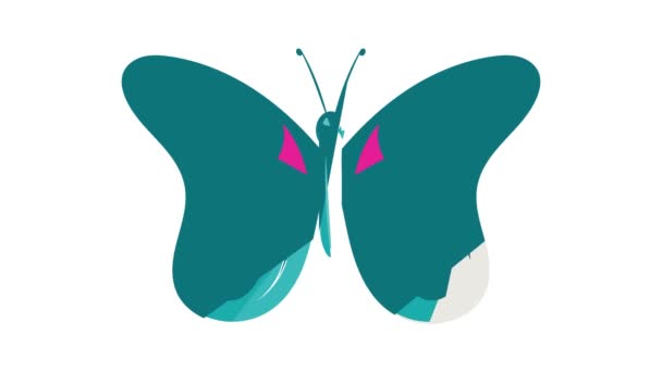 Анимация иконок синей бабочки — стоковое видео