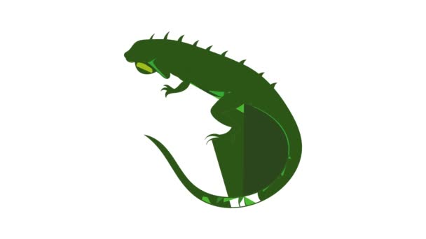 Animace ikon Iguana — Stock video