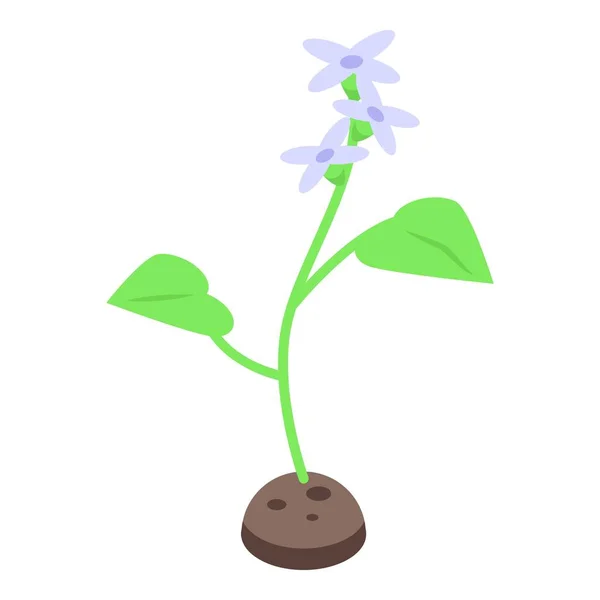 Wasabi növény ikon izometrikus vektor. Zöld fűszeres ételek — Stock Vector