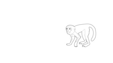 Capuchin simge canlandırması