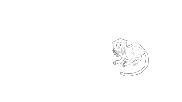 Keizerlijke tamarin pictogram animatie — Stockvideo