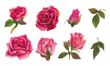 Set of rose watercolor elements. Vector illustration.