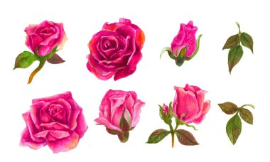 Set of rose watercolor elements. Vector illustration.