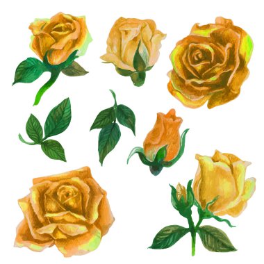 Set of rose watercolor elements. Vector illustration.