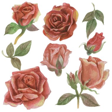 Set of rose watercolor elements. Vector illustration.