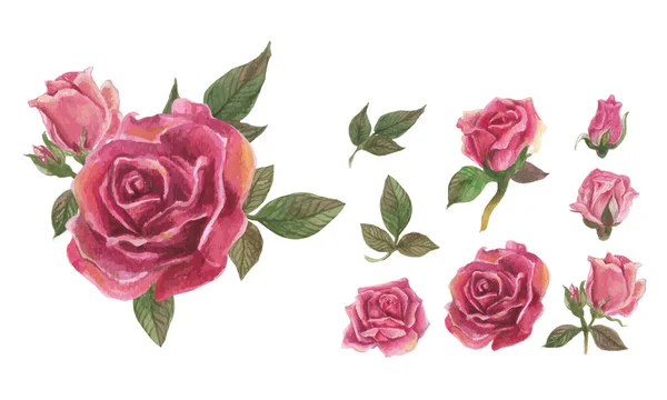 Set Rose Watercolor Elements Vector Illustration — Stock Vector