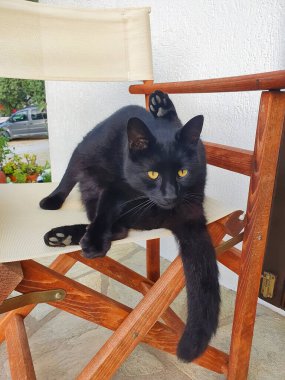 Güzel, zarif siyah kedi sandalyede uzanıyor ve kedi kendini temizliyor..