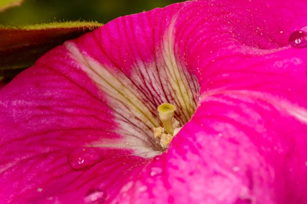 Detailní záběr kvetoucí petúnie s kapkami v přírodě v Bulharsku. — Stock fotografie