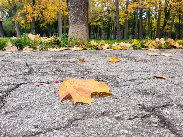 Single yellow maple autumn leaf on cracked asphalt alley in the park. — Stock Photo, Image