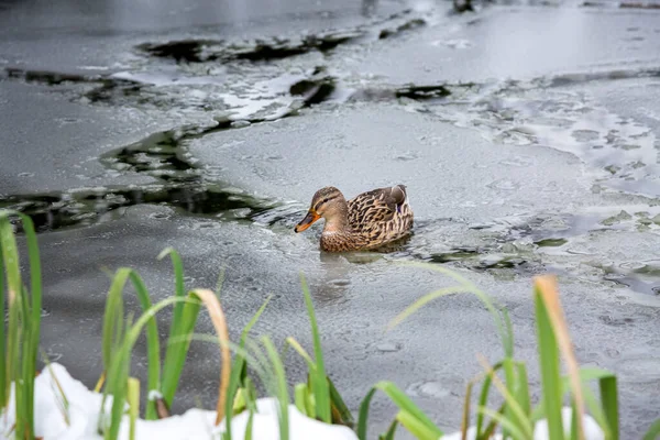 겨울에 얼음이 얼어붙은 연못에서 떠다니며 으르렁거리는 새끼의 놀이는 얼음에 흔적을 — 스톡 사진