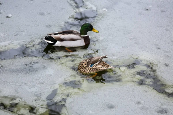 Male and female mallard ducks playing, floating and squawking in winter ice frozen city park pond leaving traces in the ice.