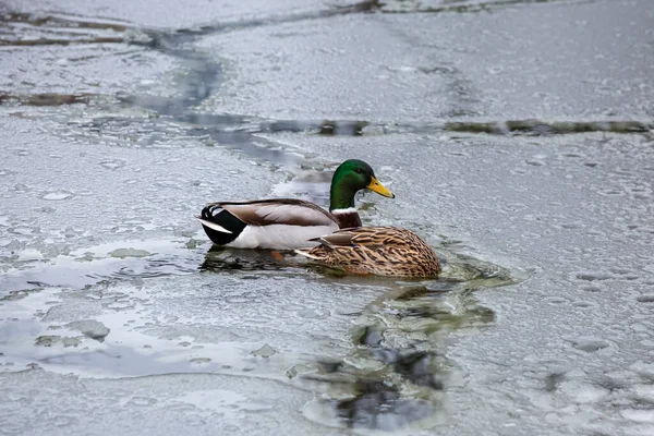 Manliga Och Kvinnliga Gräsänder Leker Flyter Och Skriker Vinteris Frusen — Stockfoto