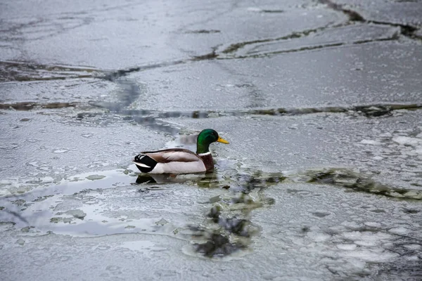 Male mallard duck playing, floating and squawking on winter ice frozen city park pond leaving traces in the ice.