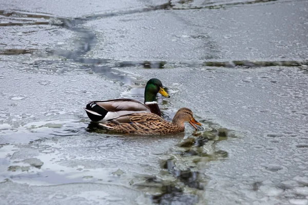 Manliga Och Kvinnliga Gräsänder Leker Flyter Och Skriker Vinteris Frusen — Stockfoto