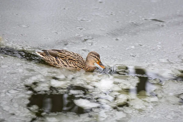 Female mallard duck playing, floating and squawking on winter ice frozen city park pond leaving traces in the ice.