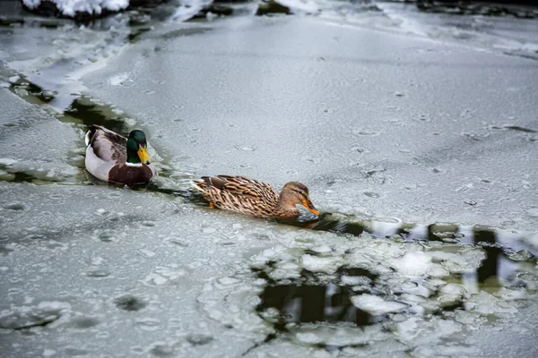 겨울이 얼음으로 뒤덮인 연못에서 수컷과 오리가 모습이 흔적을 남긴다 — 스톡 사진