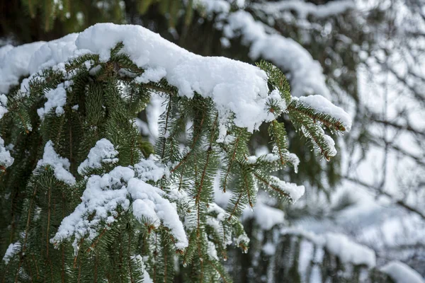 Close-up de ramos de pinheiros de Inverno cobertos de neve. Ramo de árvore congelado na floresta de inverno. — Fotografia de Stock
