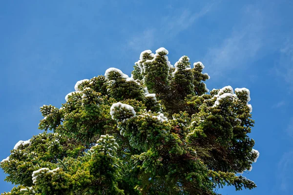 Närbild av vinter tall grenar täckta med snö. Fryst trädgren i vinterskog. — Stockfoto