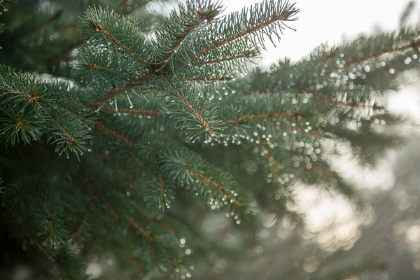Close-up of Pine branches with dewdrops on needles in a sunlight. — Stock Photo, Image