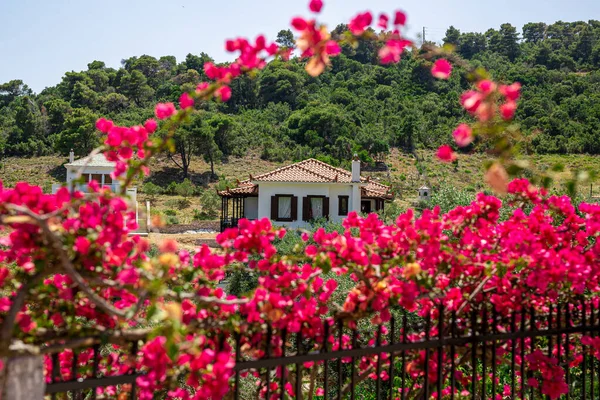 Fiori rossi che guardano oltre una recinzione nel pomeriggio luminoso in Grecia. Focus selettivo. — Foto Stock