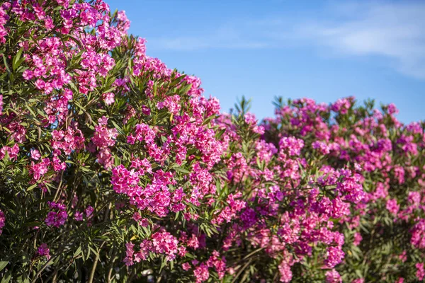 Jardin coloré sur une maison d'été à l'île de Skopelos, Grèce. — Photo