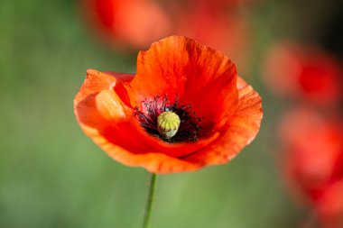 Yeşil çimen üzerinde gelincik çiçeği, çiçek açan gelincik, kırmızı gelincik, çiçek açan gelincik.