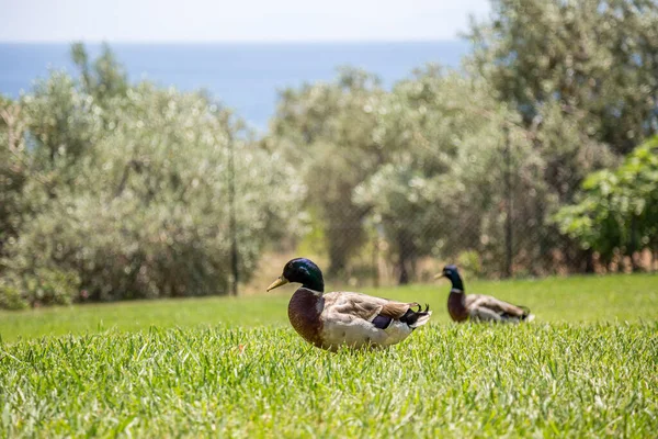 Två manliga Mallard Ducks på det gröna gräset. — Stockfoto