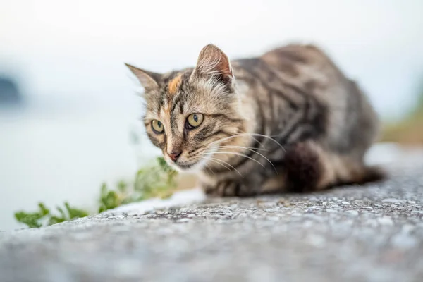 Egy macska portré közelről, pihentető kívül. — Stock Fotó