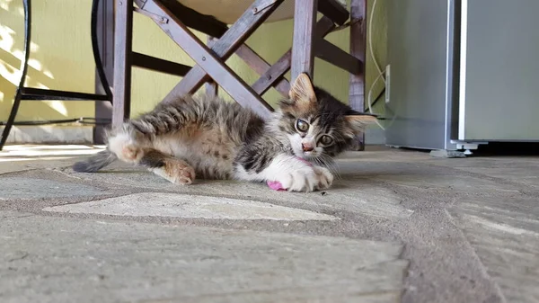 Игривый милый котенок играет на полу. — стоковое фото