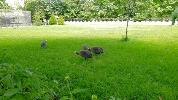 公園内の芝生の上を歩いているオオカミやオオカミの群れ. — ストック写真