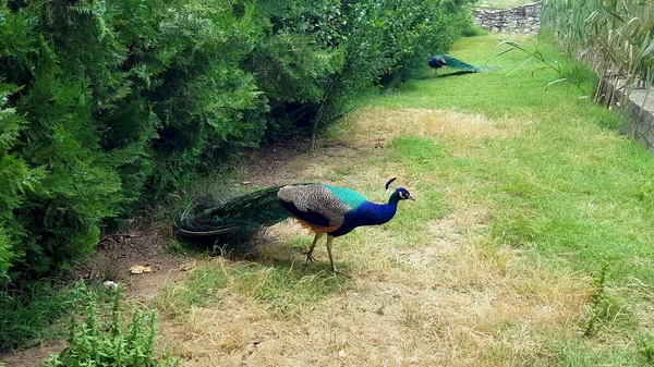 Elegantes pavões andando no gramado em um parque na Bulgária. — Fotografia de Stock