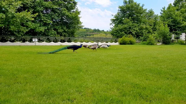 Elegáns Peacocks sétál a gyepen egy parkban Bulgáriában. — Stock Fotó