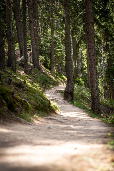 Uma estrada curvilínea em um dia nublado passando por uma floresta . — Fotografia de Stock