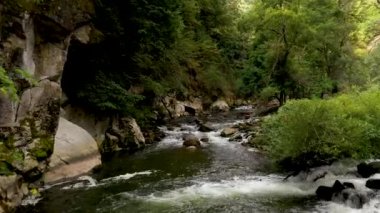 Nehrin yukarısındaki bir dağ nehrinin üzerinde alçak, yavaş uçuş. Bulgaristan 'da vahşi yaşam. Bir dağ nehrinin mavi soğuk suyu.