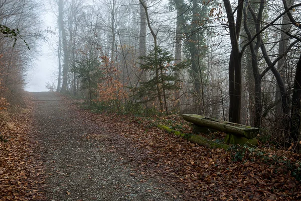 Uma estrada curvilínea em um dia nublado passando por uma floresta . — Fotografia de Stock