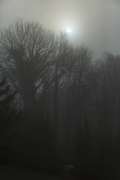 Primer plano del bosque de fogy sobre el cielo soleado y nublado de la mañana en Graz, Austria. — Foto de Stock