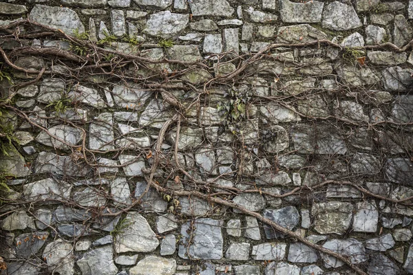 Parede de pedra velha crescida com hera seca em Graz, Áustria. — Fotografia de Stock