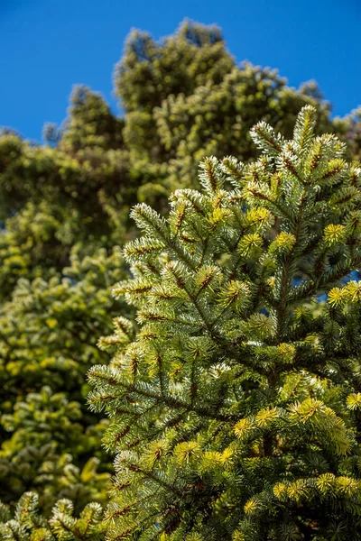 Primer plano de las ramas de abeto que crecen en el bosque . — Foto de Stock