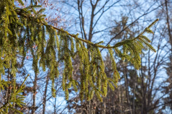 Close-up van dennenboomtakken die in het bos groeien. — Stockfoto