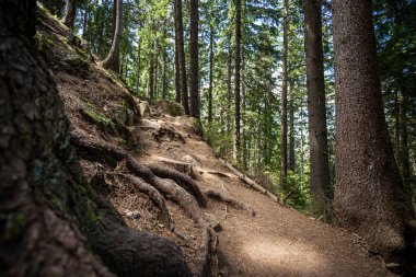 Büyülü manzara ve sabah güneşinde ormanın içinden geçen patika. Dramatik sahne ve resimli resim. Harika bir doğal altyapı. Konum Bulgaristan.