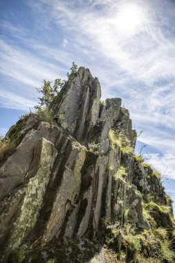Bulgaristan 'daki kozalaklı ağaçlar ve Rocky dağları manzaralı.