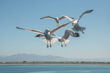 Martılar, üstten görünüm siluet uçmak. Denizin üzerinde kuş uçar. Martılar derin mavi deniz üzerine gezdirin. Avcılık balık aşağı martı. Sınırsız genişlik şebeke üzerinden martı. Serbest uçuş.